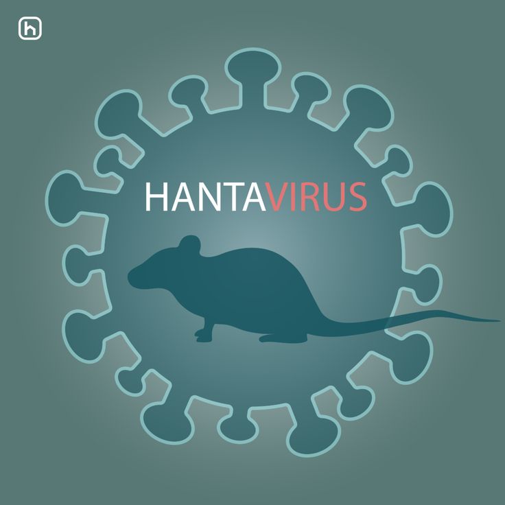 Baca.today-Hantavirus: Gejala, Penularan, dan Cara Pencegahan
